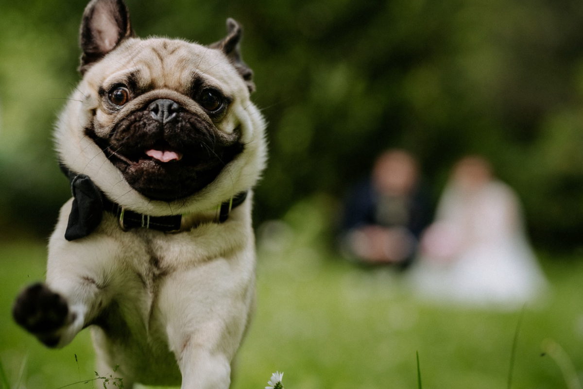 Mops,Hund,Halsband,rennen, Wiese,Schnauze,Zunge