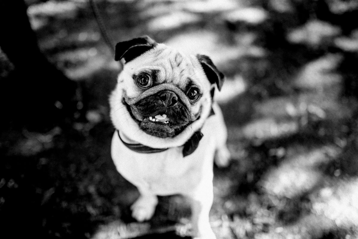 Hund,Mopd,Fliegenhalsband,Fellnase,