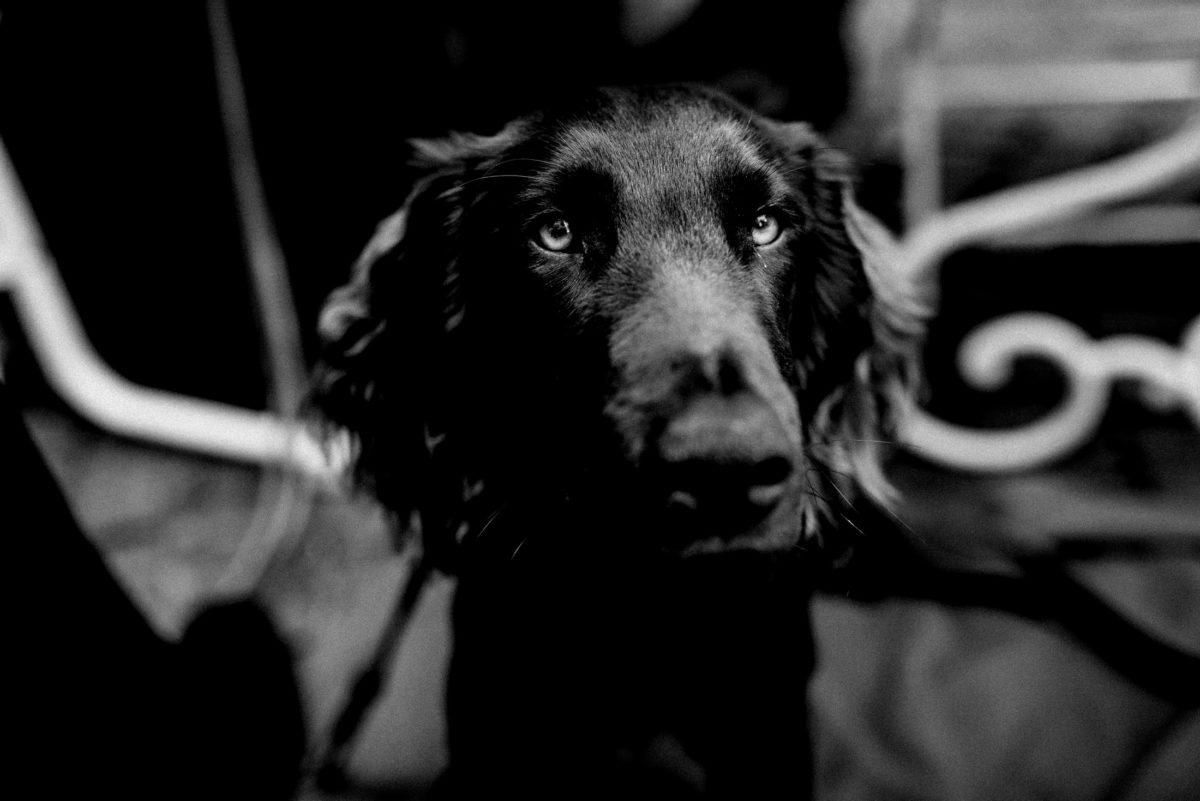 Hund,dunkles Fell,Hochzeit